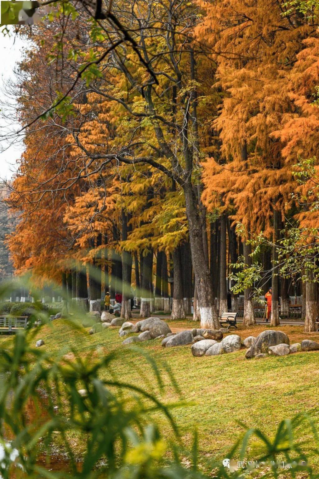 上图片取景|武汉冬景，才不是你想的那样！