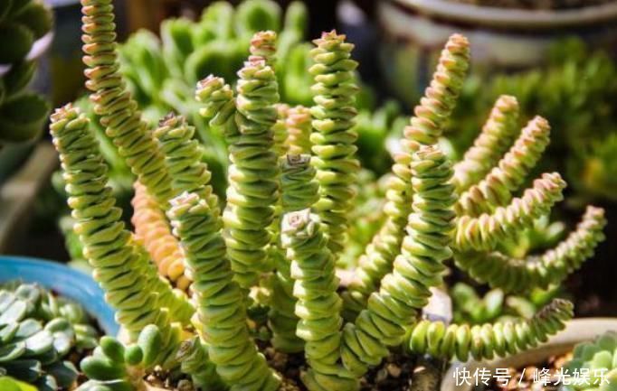 3种花自带“财运”,养家里一盆,财源广进,好运滚滚来