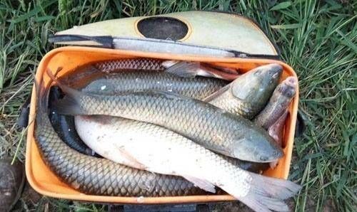 选择|经验丰富的老渔夫,大多用这种方式钓草鱼