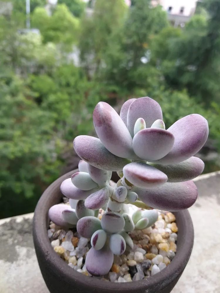 养多肉两年，200多盆养死的不到10盆，记录点点滴滴！