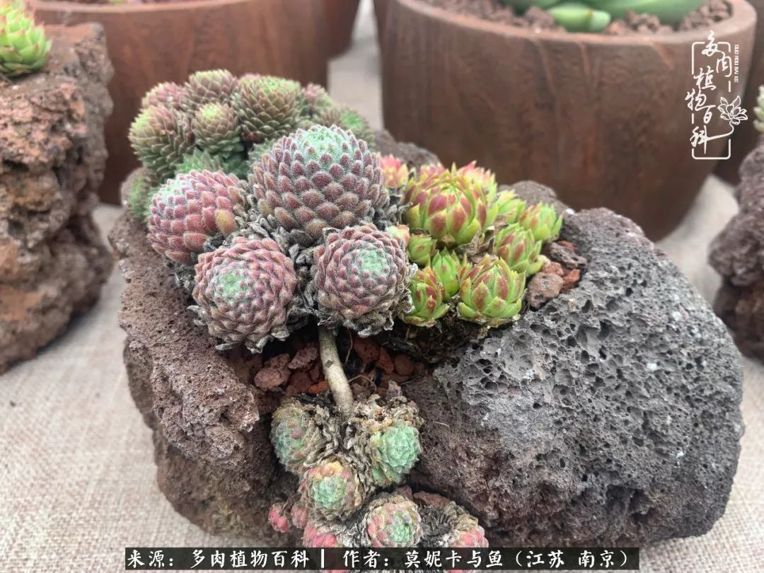 这多肉拼盘这么仙!如何制作达人手把手教你制作长生草拼盘!