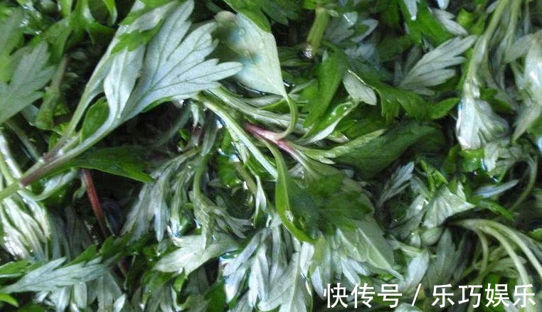 艾草|这野草农村几乎随处见,它天生带一股“香气”,能吃还是天然药材