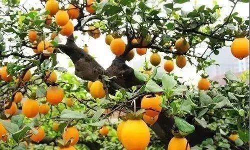 老大爷养了8年的金弹子,当成孙子一样照料,钱多难买无价盆景