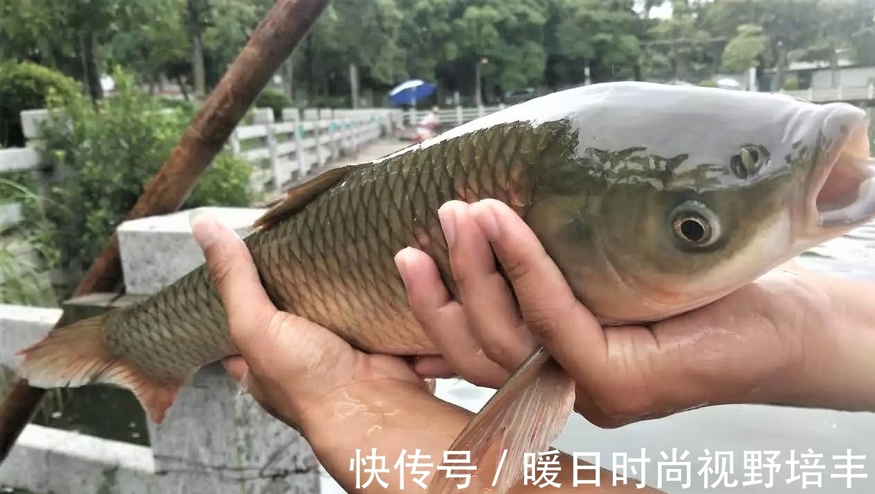 鱼类|钓鱼与太阳、月亮有关?听说初一、十五不好钓鱼,你信吗?