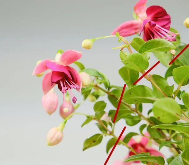 家里养了月季,花后使劲剪,越剪越开花,真省心