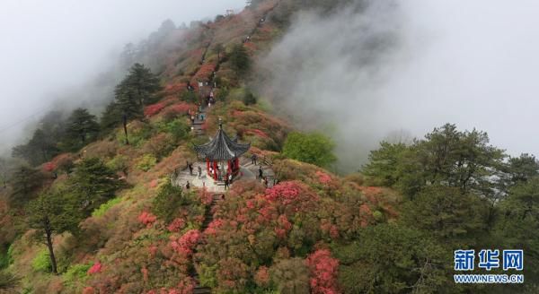 湖北麻城龟峰山：半山云雾半山红