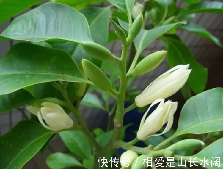 风雨兰风雨兰|养花就养这几款,芳香四溢,比香水都好闻,抓紧养一盆!