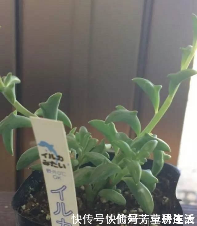 多肉|这个小盆栽居然卖600多万,快看看你家有没有!