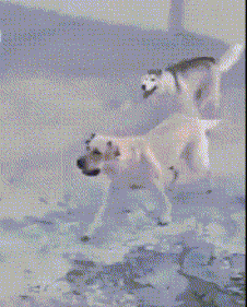 |搞笑GIF:可怜的面包车还不足月就生下来了!就不怕翻了吗!