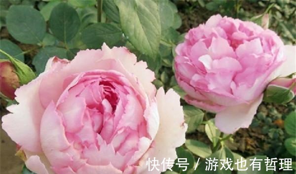 花朵|30个浓香月季品种,你喜欢哪一种养一棵满院飘香!