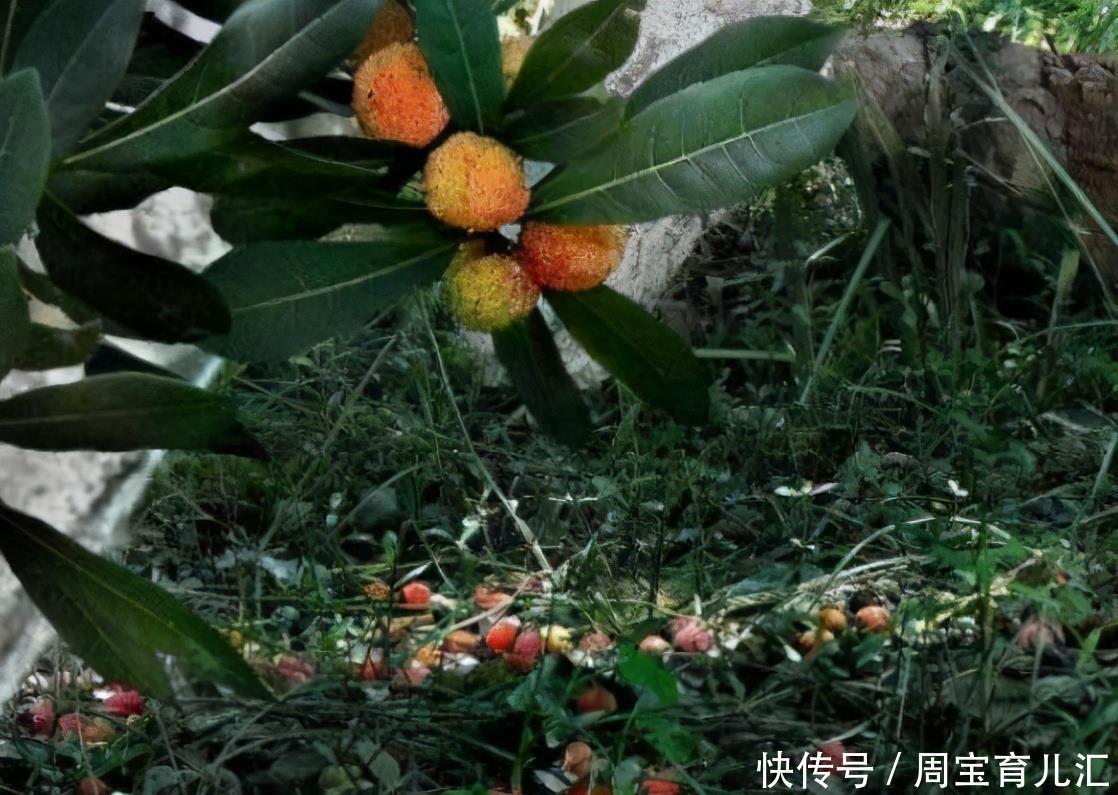 毒素|聪明女人都爱吃3种食物,排出身体毒素,减肥瘦身,越吃越年轻