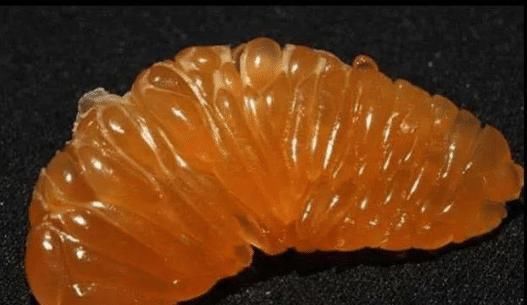 当水果“剥皮”后你还认识吗赌10包辣条,7成人只能认出橘子