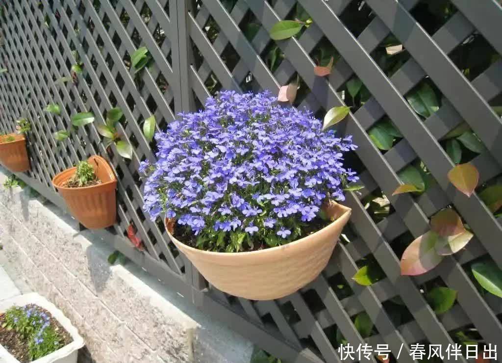 春天养花有妙招,院子里栽一棵“花王”,满院“春光”,特别喜人