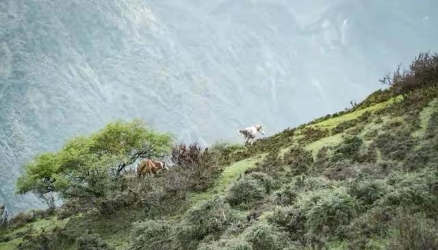 牛羊|「日思夹」徒步小众高山牧场