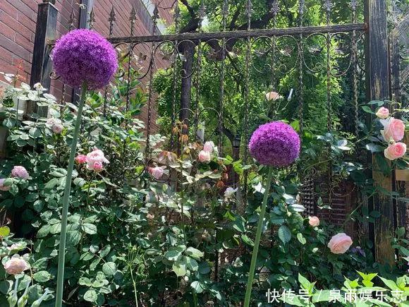 天竺葵|5种花不用管,盆栽地栽都好养,自己就能长成大花球,花开还惊艳