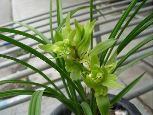 酸奶也能养兰花,15天一次,浇到根部,坐等爆盆开花就行