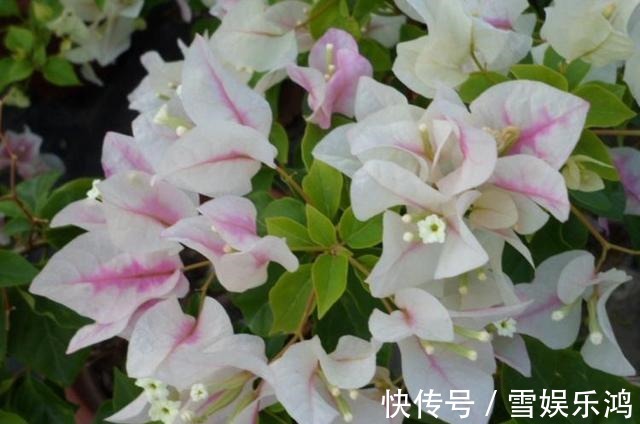 养护|这花名叫“百变小樱”，开起花来“不管不顾”，叶子都不长了！