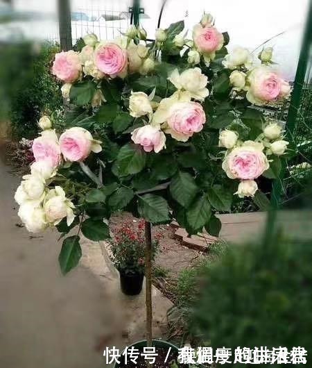 它被誉为“花中皇后”,一年开花200天,花香浓郁,不种太可惜!