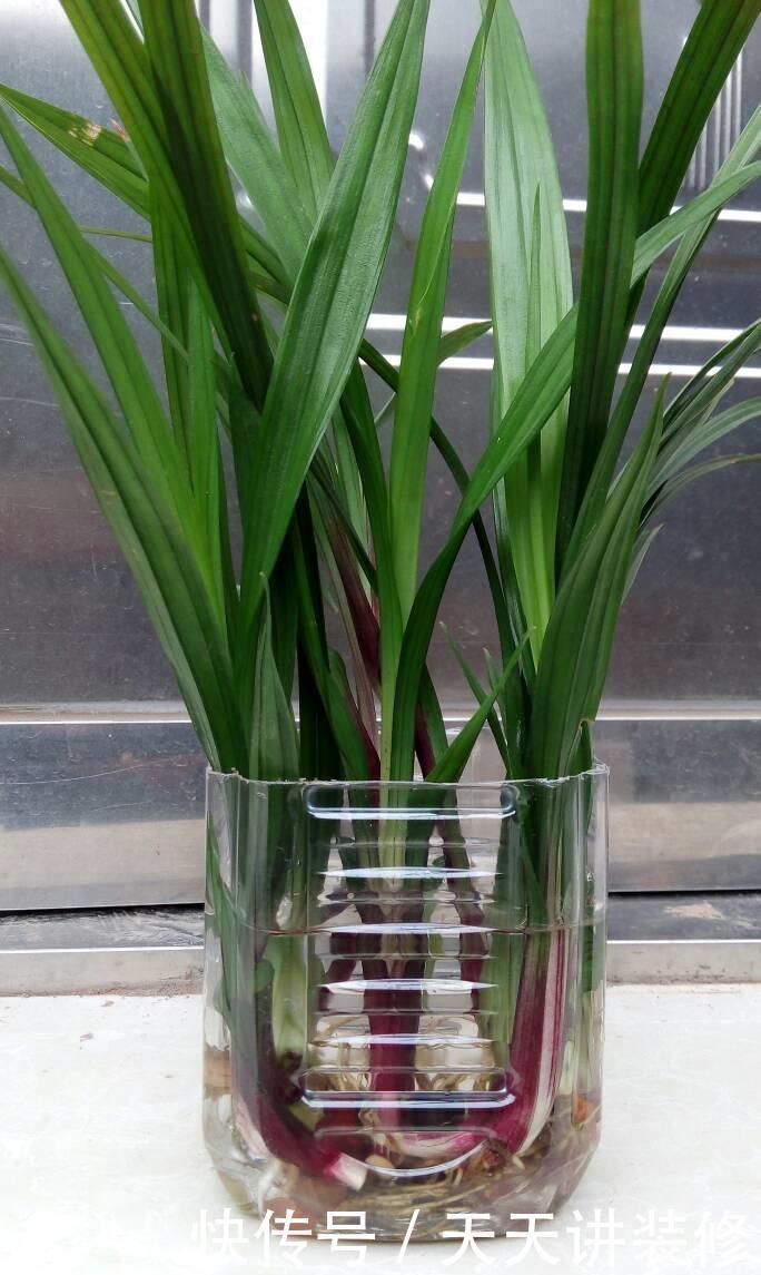 没有土壤就换成水培,干净好养长得快,试试这3种花