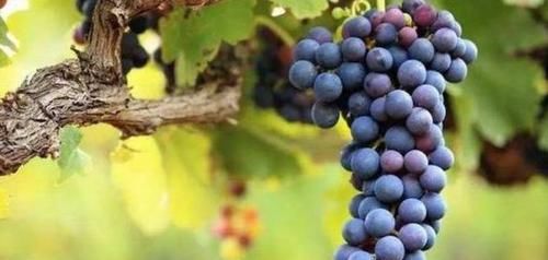 补钙别老喝牛奶，3种食物是菜中钙王，钙含量比牛奶高10倍