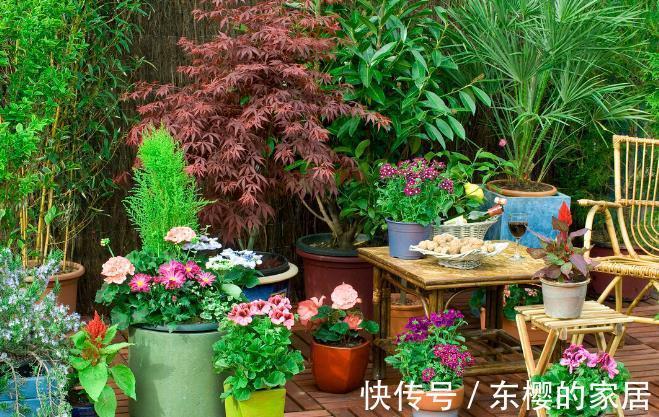 根系|花草换盆旺季来临，学会“三看三观察”，换盆就是小菜一碟