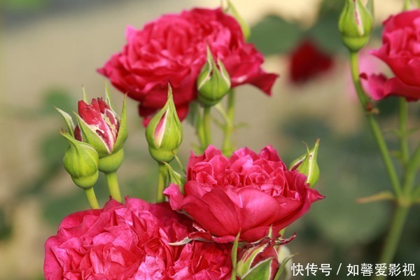 花期|3种花越养越喜欢,比牡丹花还漂亮,花期长,养护简单,还可做盆景