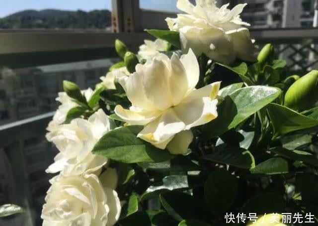 花芽|为什么栀子花总是养不好？老花匠找到了原因，不让问题发生是关键