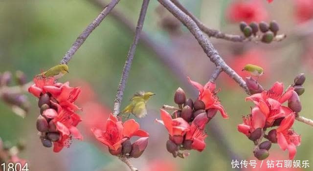 三月|花样荷城,美不胜收!