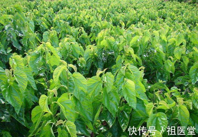 克星|这种叶子是糖尿病克星,降三高还防心梗!可能就长在你家门口!