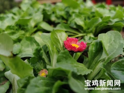 玉渊潭|宝鸡炎帝园：初春时节 踏春赏花正当时