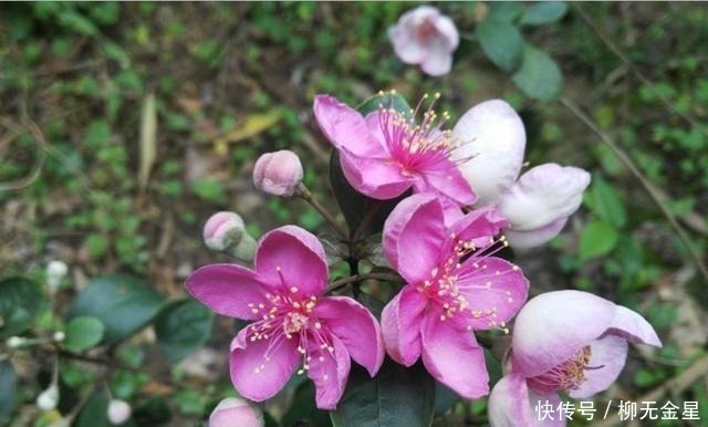 桃舅娘|它在山里成片生长,却一直少受重视,殊不知果实如此的珍贵