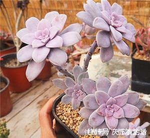 20款高贵梦幻紫色多肉,养一盆“紫气东来”,总有一款是你喜欢的