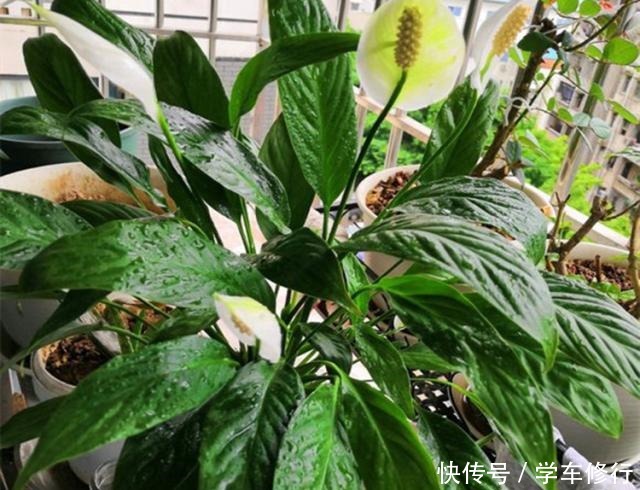 这“3种”植物，寓意特别好，家里种几盆，带运又美观！