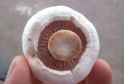 肌肤|想身体变年轻,秋天多吃的食物,预防便秘,排毒减脂,肌肤更好