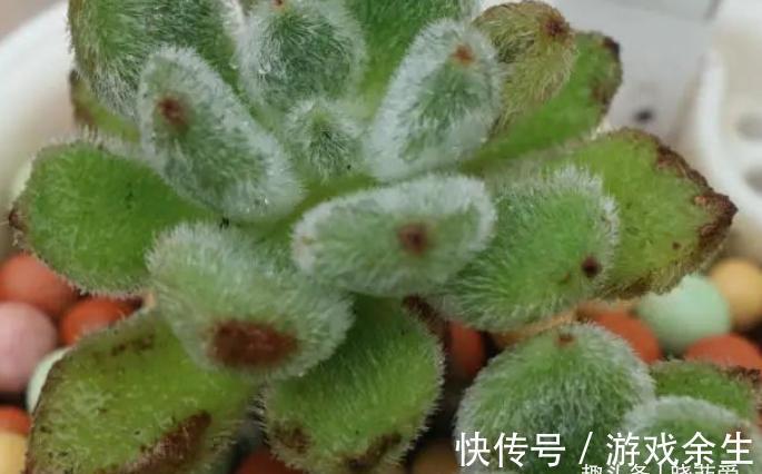 空气再干燥,“12种花”也别喷水,容易黄叶、腐烂和枯萎