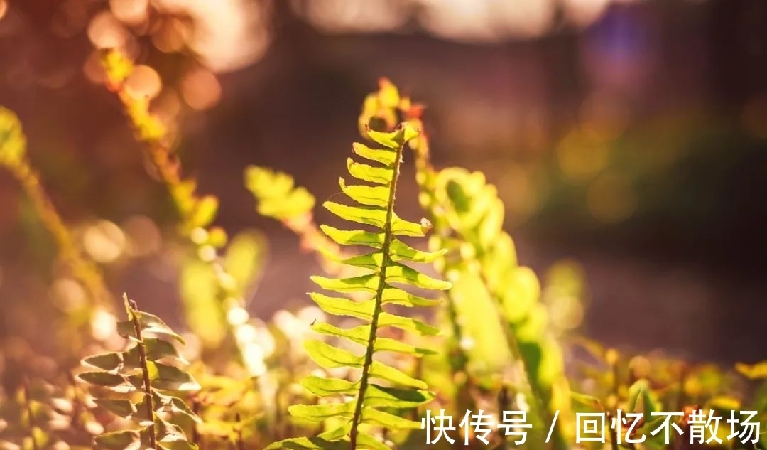 春夜!10首意境优美的小诗,美了眼,醉了心,惊艳了时光