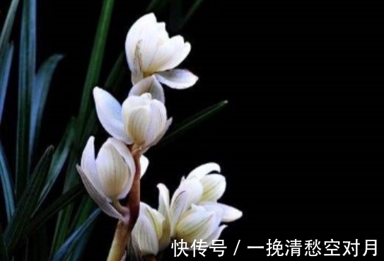 云南|云南早年下山的一颗莲瓣兰稀世珍品，后来成为兰园镇园之宝