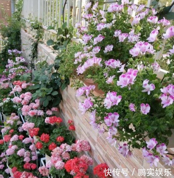 养护|养花技巧粗生粗养也能四季开花!少养1种都觉得亏了