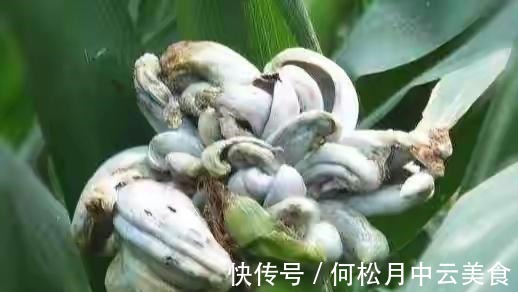 江南人|60种常见野菜,高清大图,收集全了真不容易!