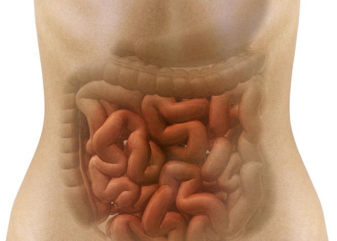 肠道|这4种食物,肠道最喜欢了!