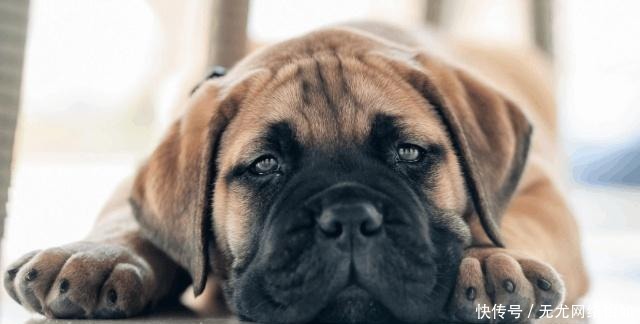 家族|2个梨子900人分着吃?皇帝故意为难他,办法一出,皇帝服了