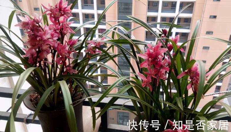 花色|养兰花红贵妃，盆栽显贵气，开花色艳浓香，易活