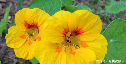 玛格丽特|4种花量超多的盆栽花卉,轻松开爆盆,四季开不停