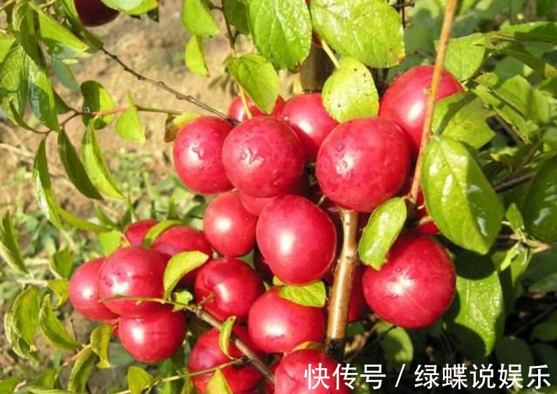 补铁|乡下树上疯长的它,补钙补铁,还能入药,是女人的最爱,你认识吗