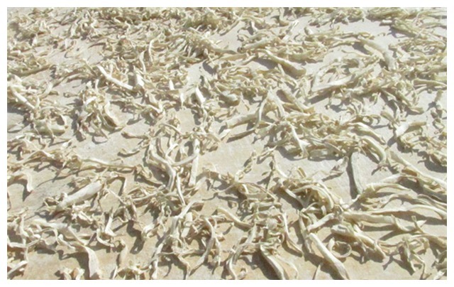 其貌不扬的芥菜疙瘩,只需撒上盐和五香粉,其它的就交给时间了!