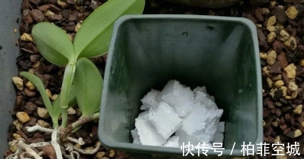 盆栽土不够透气,是因为植物上盆前少做了这一步:填充它们