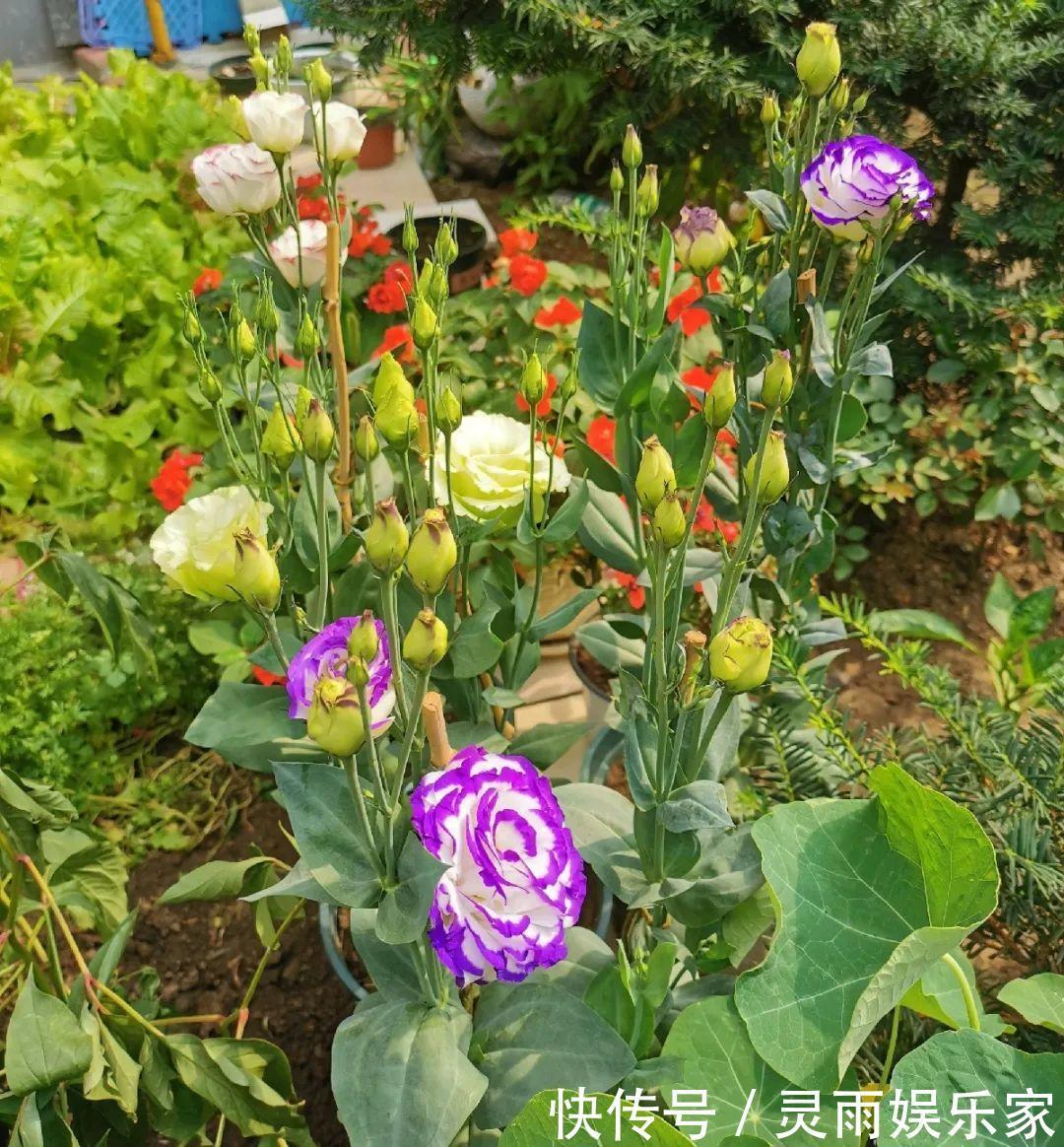 70岁老妈,一天也闲不住,院子里种满了花!