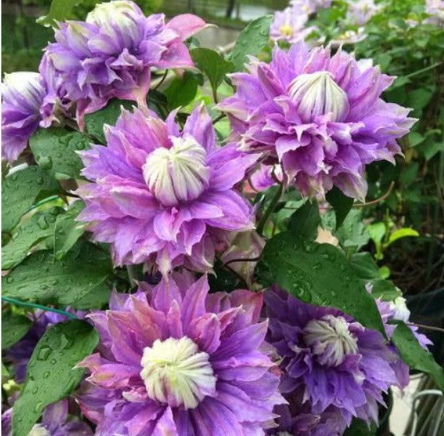 3种漂亮花,好养易活能爆盆,开花漂亮花期长,谁养谁喜欢