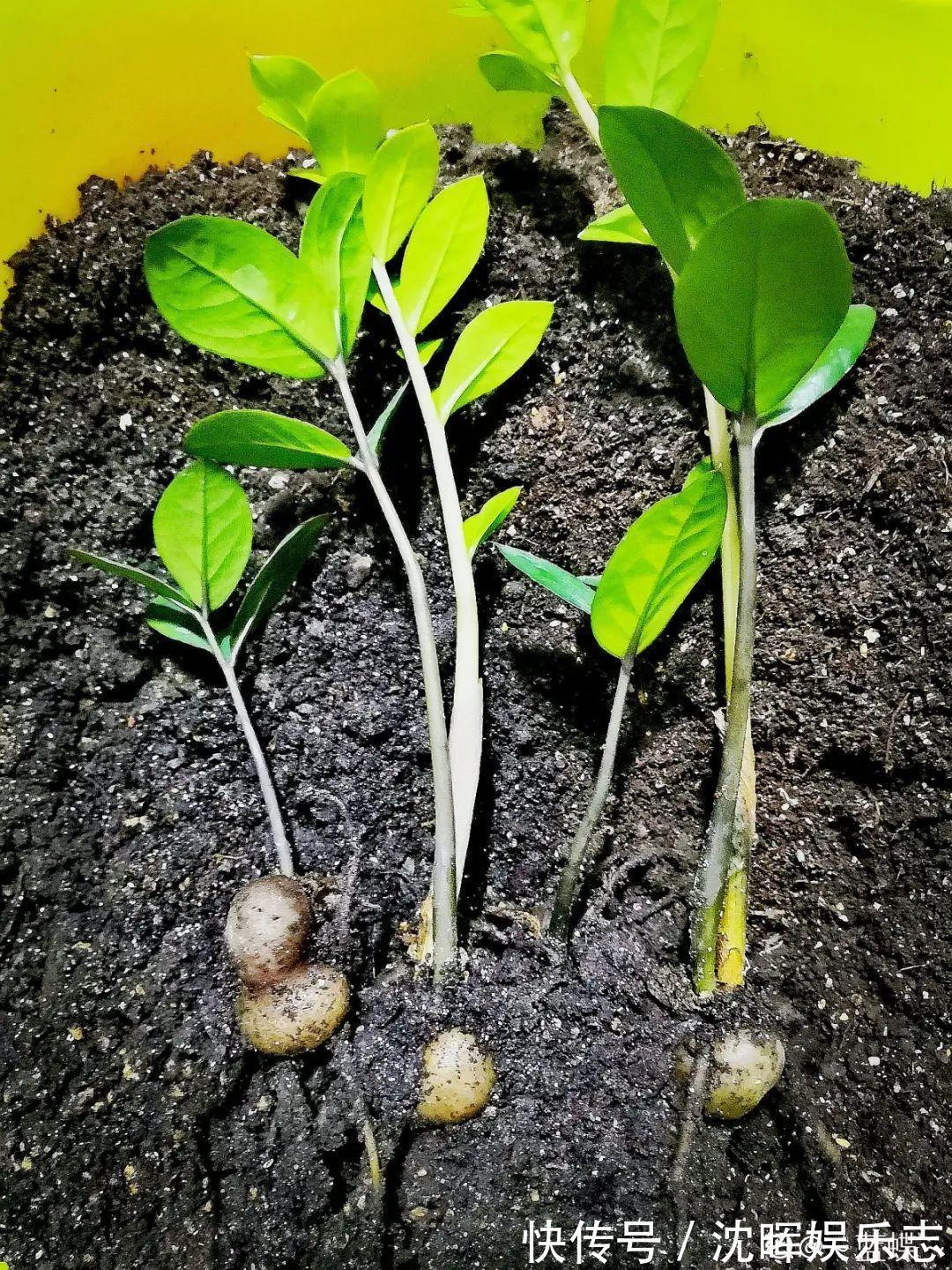 非洲堇|这花送人,只用送一片叶子,插土就活不心疼!