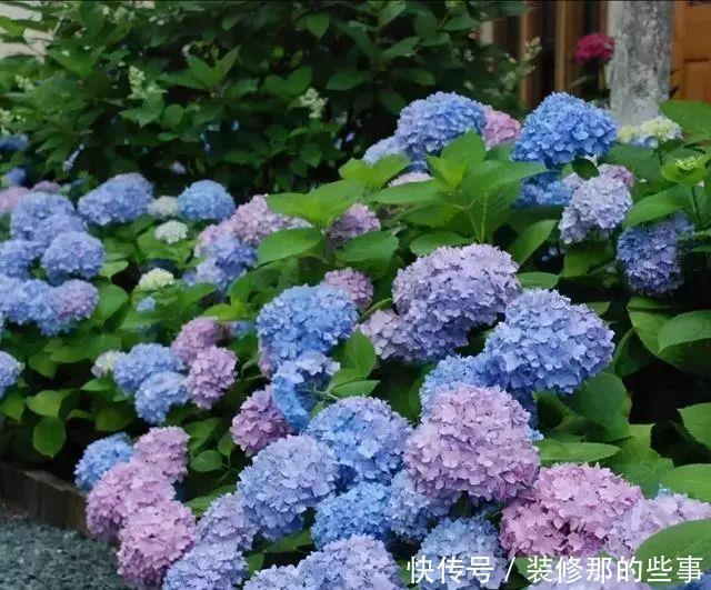 喜欢喝水的3种花,香气足花球大,一天不浇水,个个蔫哒哒